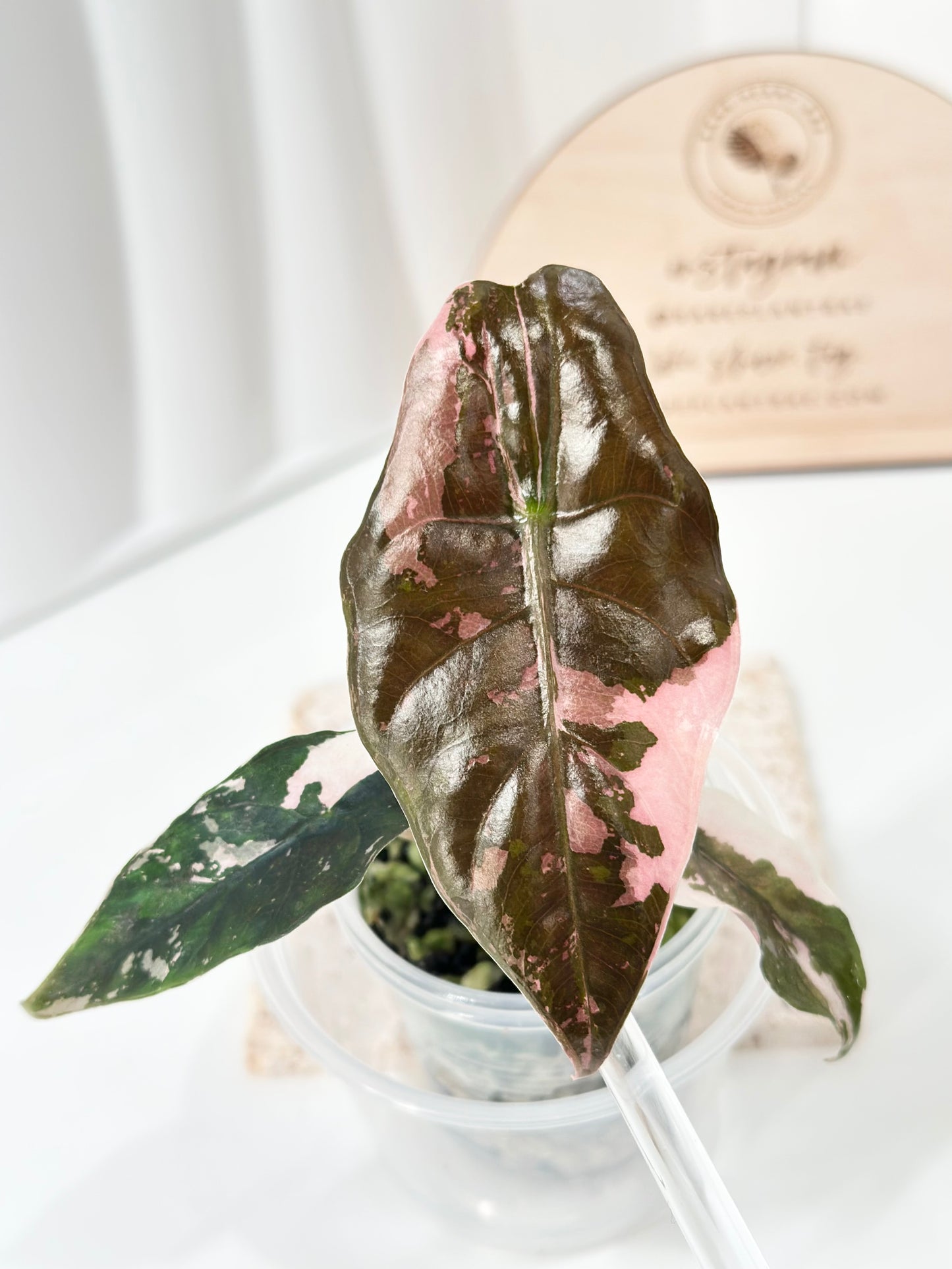 Alocasia Chantrieri Variegated - pink