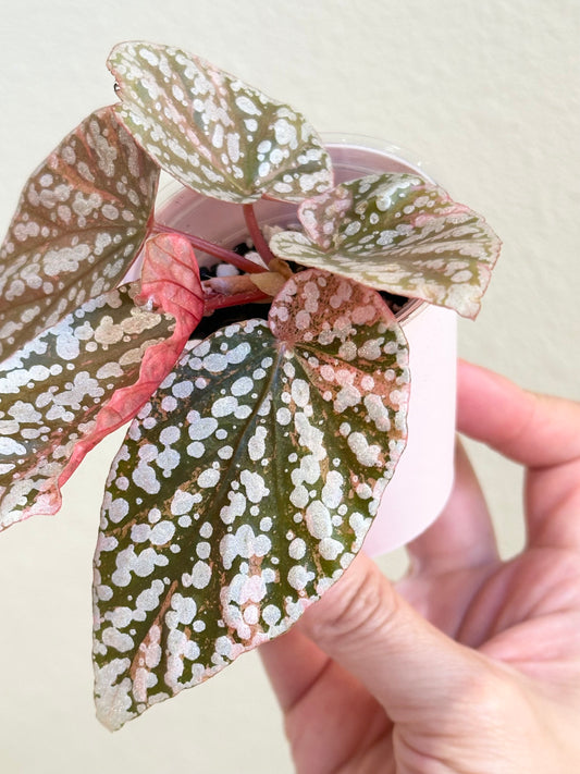 Begonia "Snow Capped" variegated