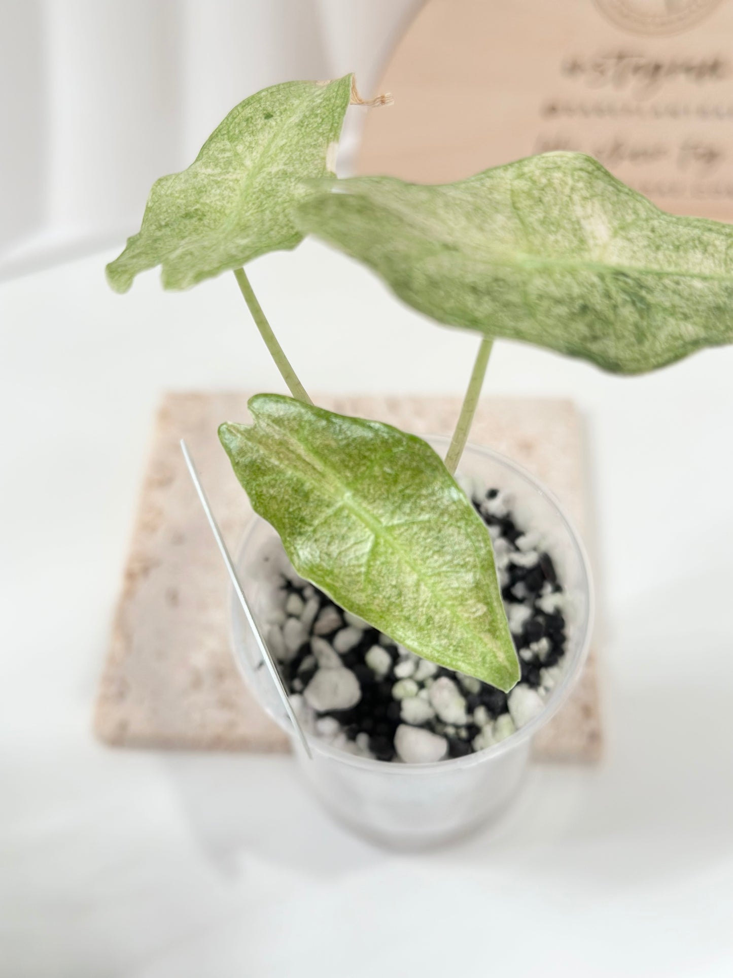 Alocasia Black Satun Variegated - Stardust