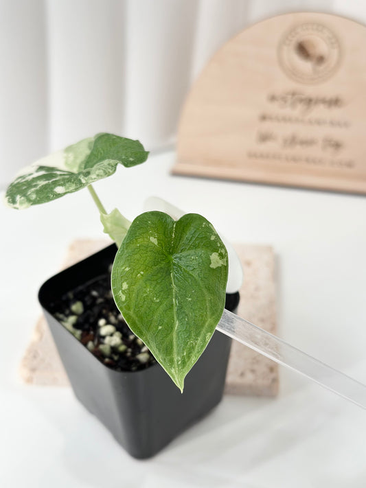 Alocasia Melo variegated - albo