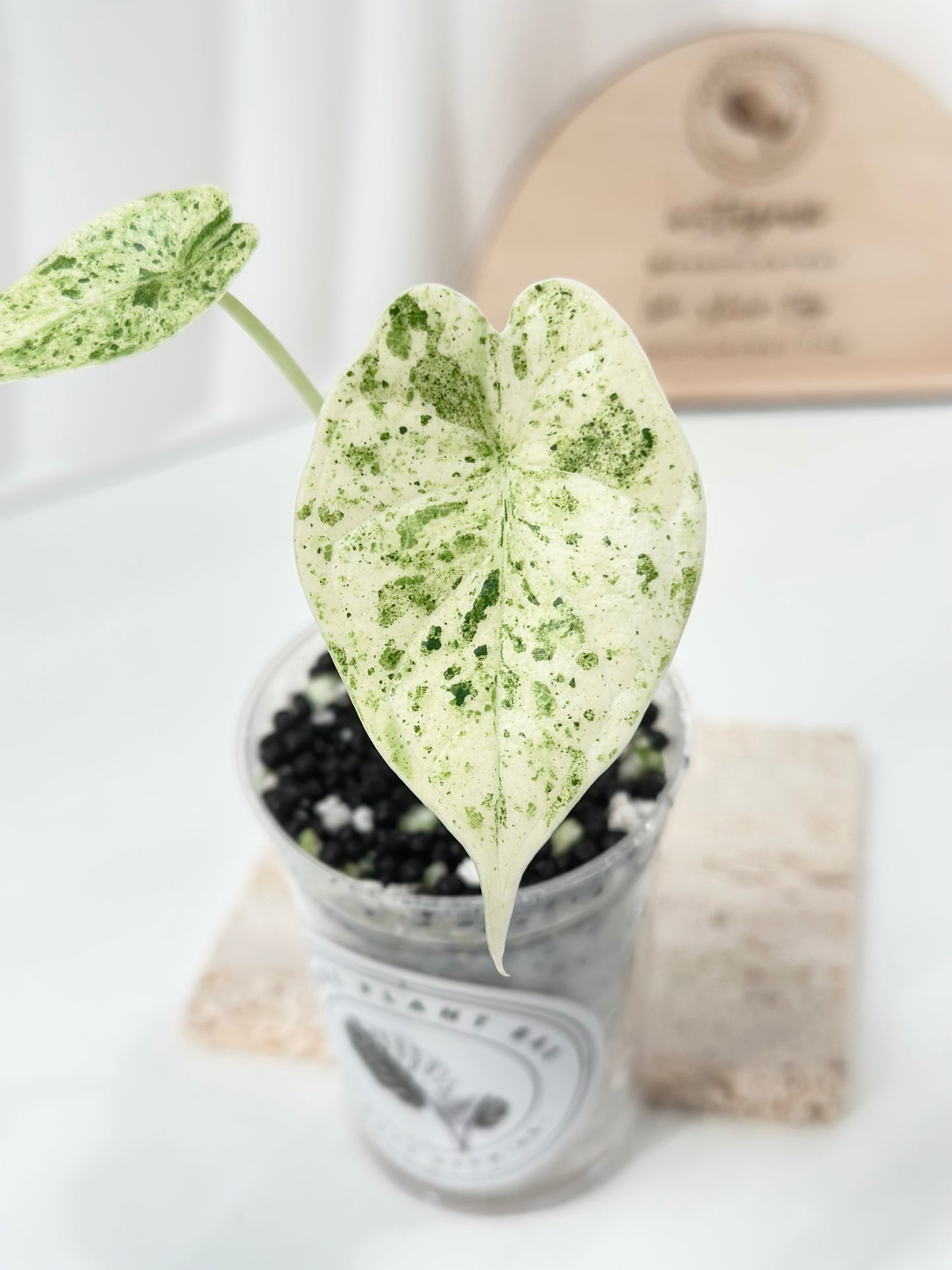 Alocasia Dragon Scale Variegated (Mint)