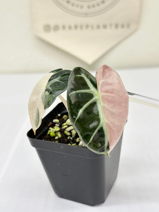Alocasia Heart Balloon Variegated - Pink
