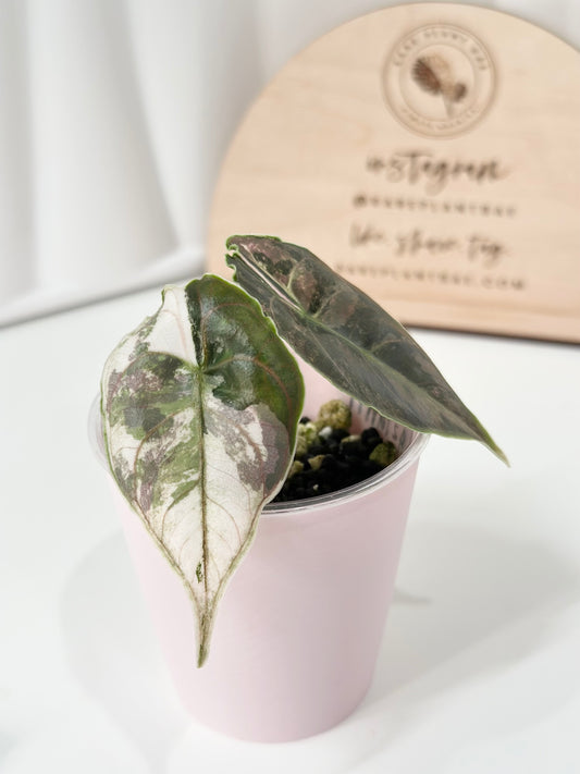 Alocasia Azlanii variegated - albo/pink (corm-grown)