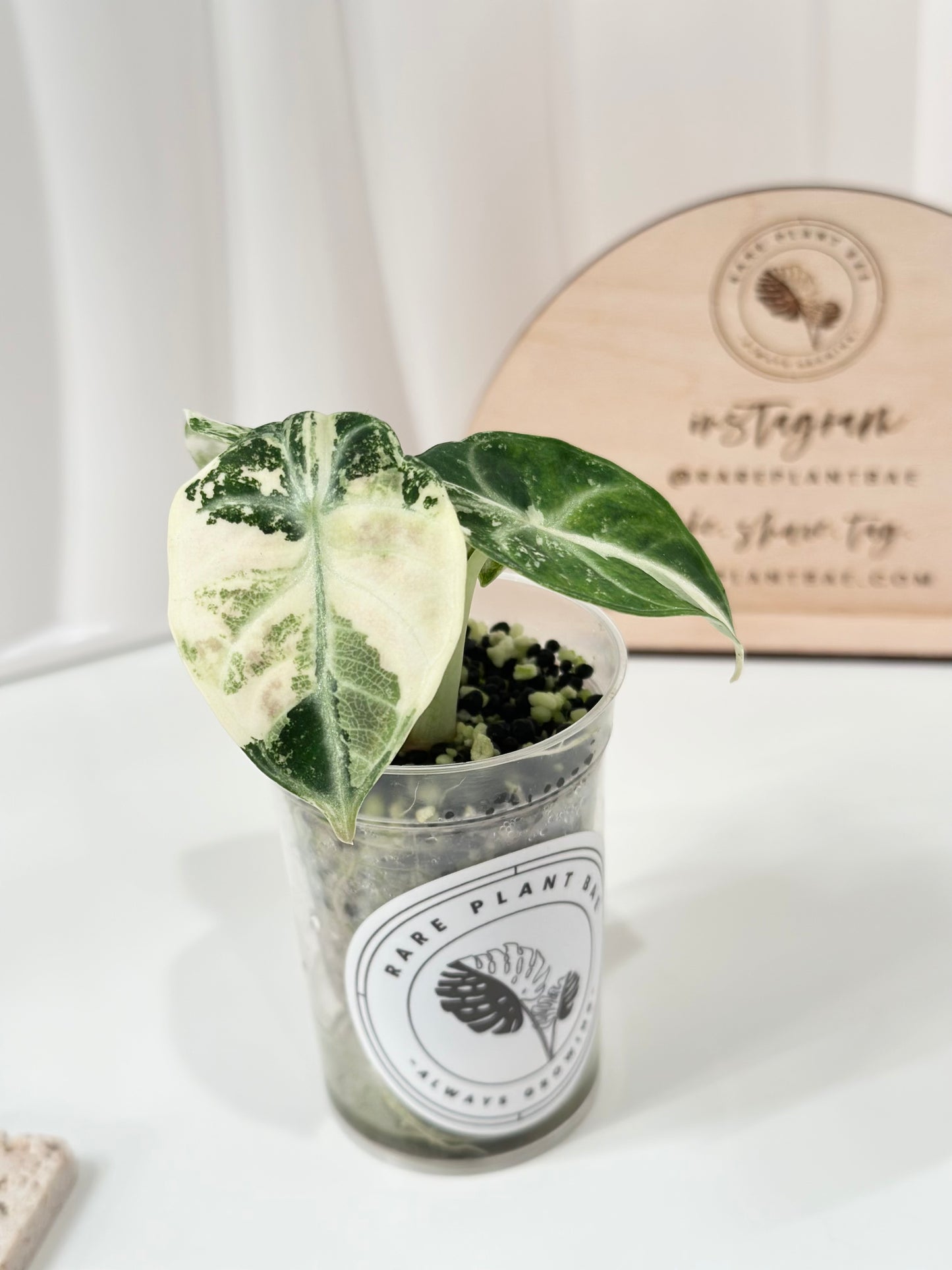 Alocasia Ninja variegated - albo