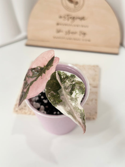 Alocasia Cuprea Variegated - pink marble