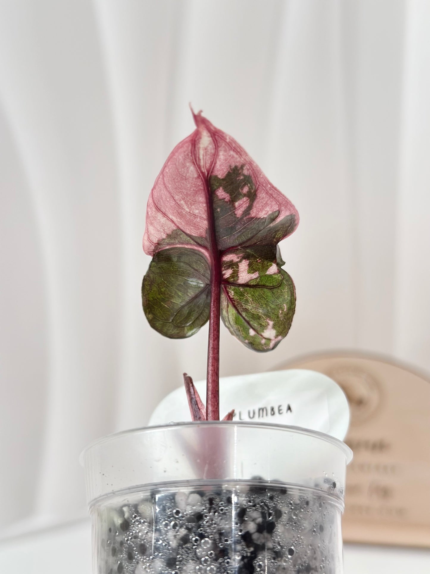 Alocasia Plumbea variegated - pink