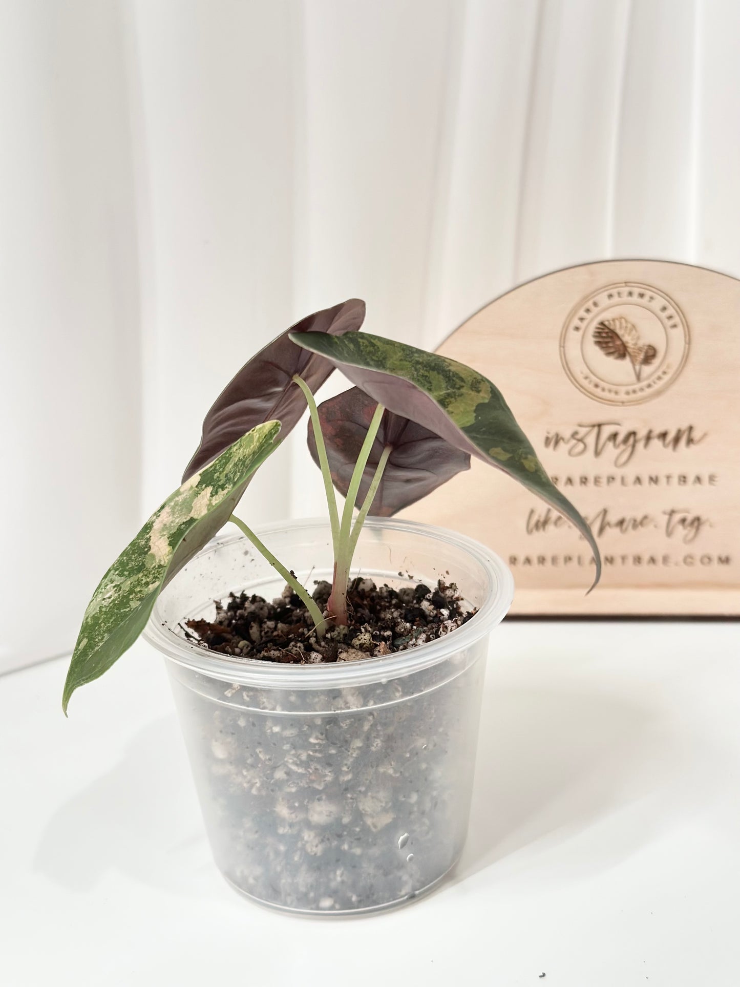 Alocasia Sedenii variegated - aurea