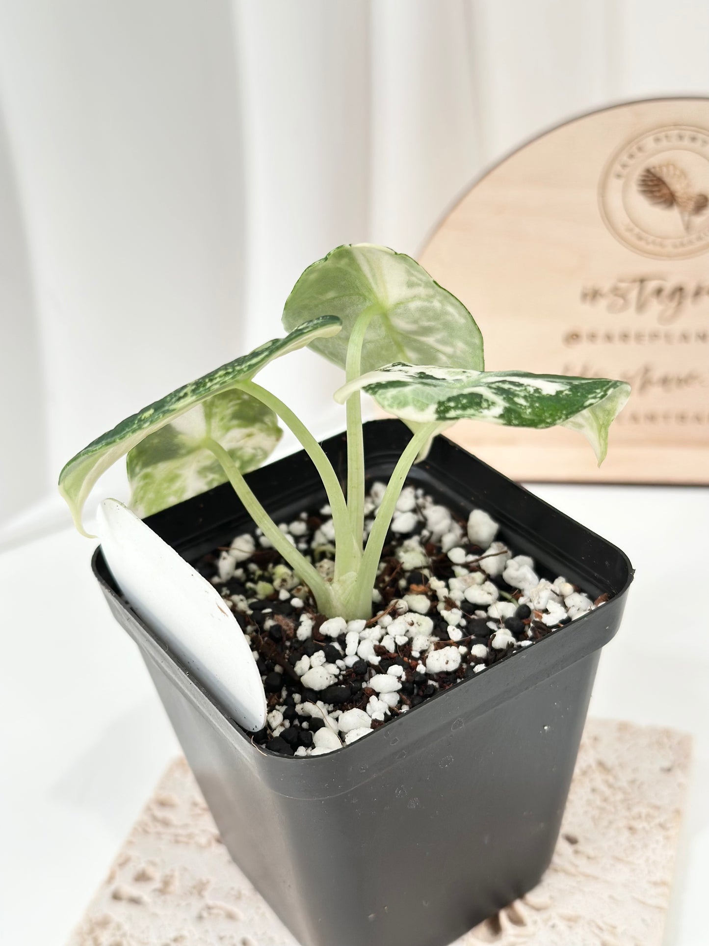 Alocasia Ninja variegated - albo