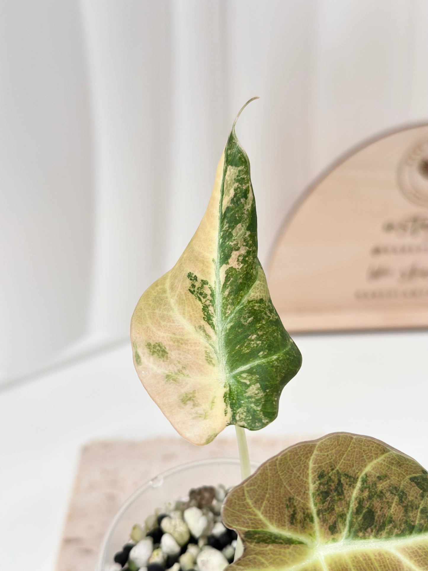 Alocasia Black Velvet Variegated - aurea
