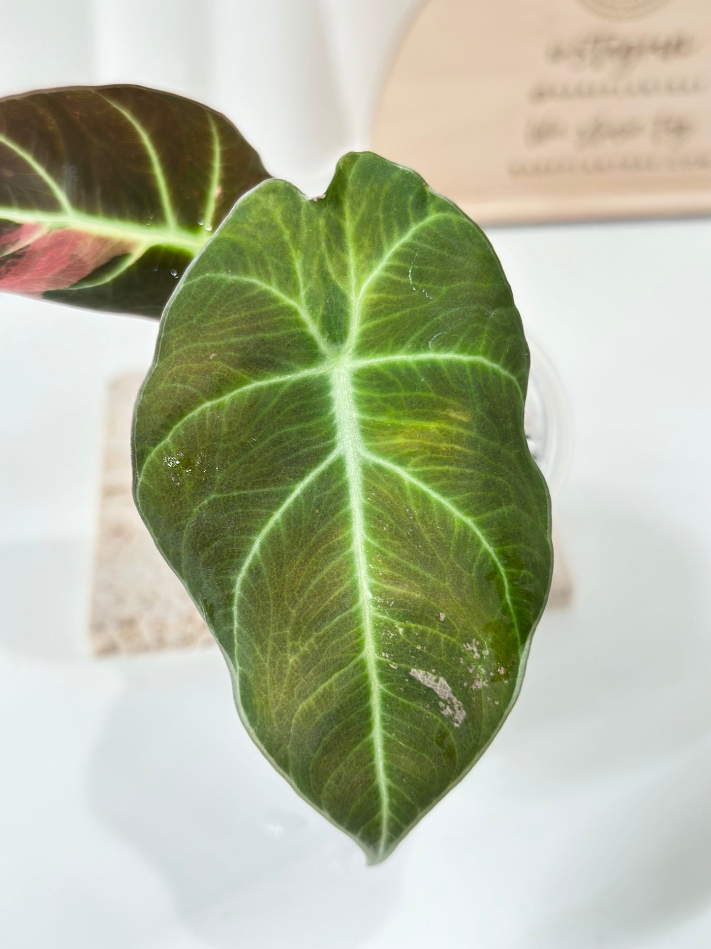 Alocasia Black Velvet Variegated - pink/albo