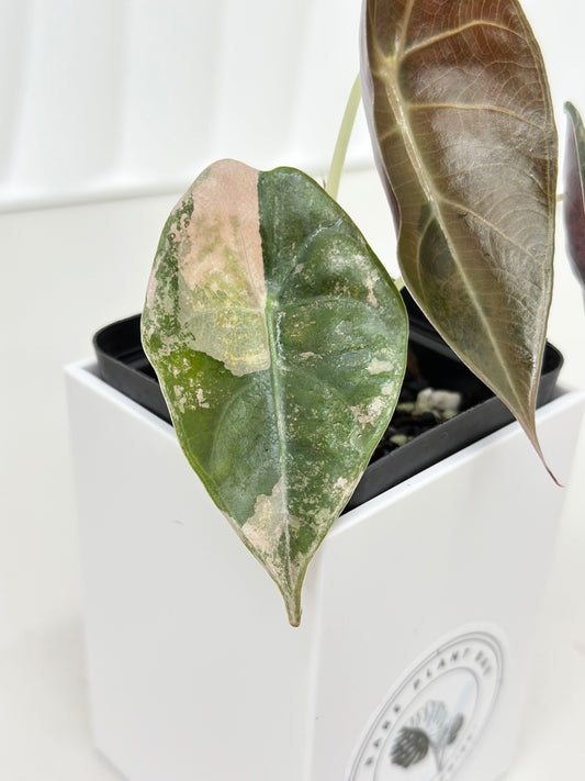 Alocasia Sedenii variegated - aurea