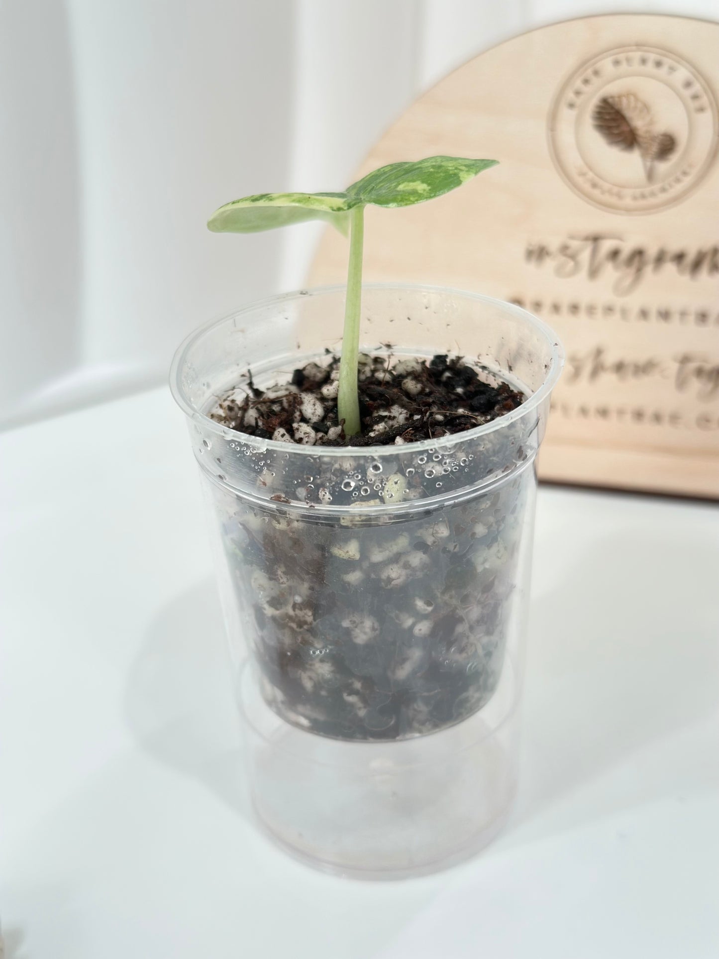 Alocasia Melo variegated - aurea