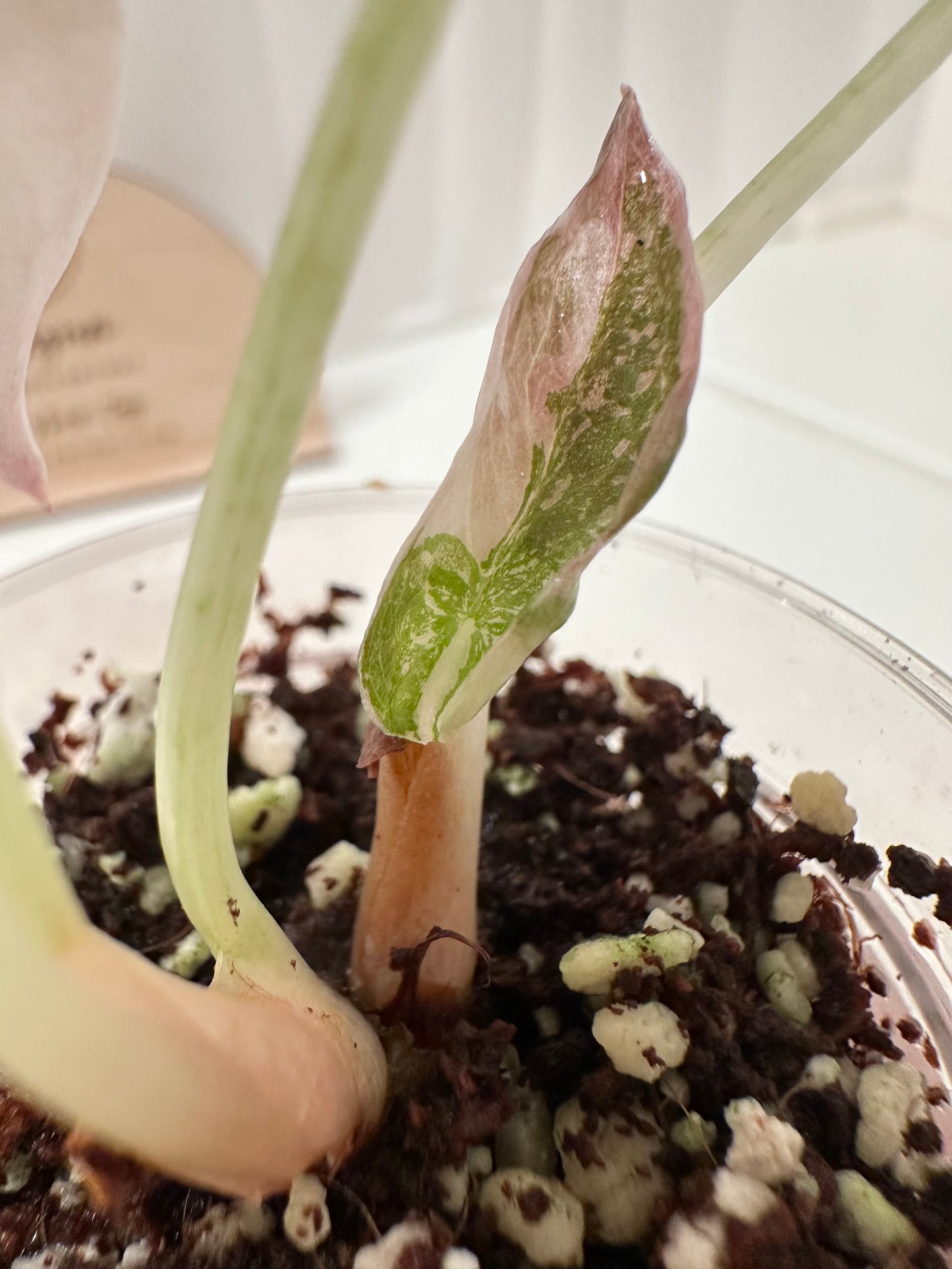 Alocasia Cuprea Variegated - pink marble (with additional offshoot)