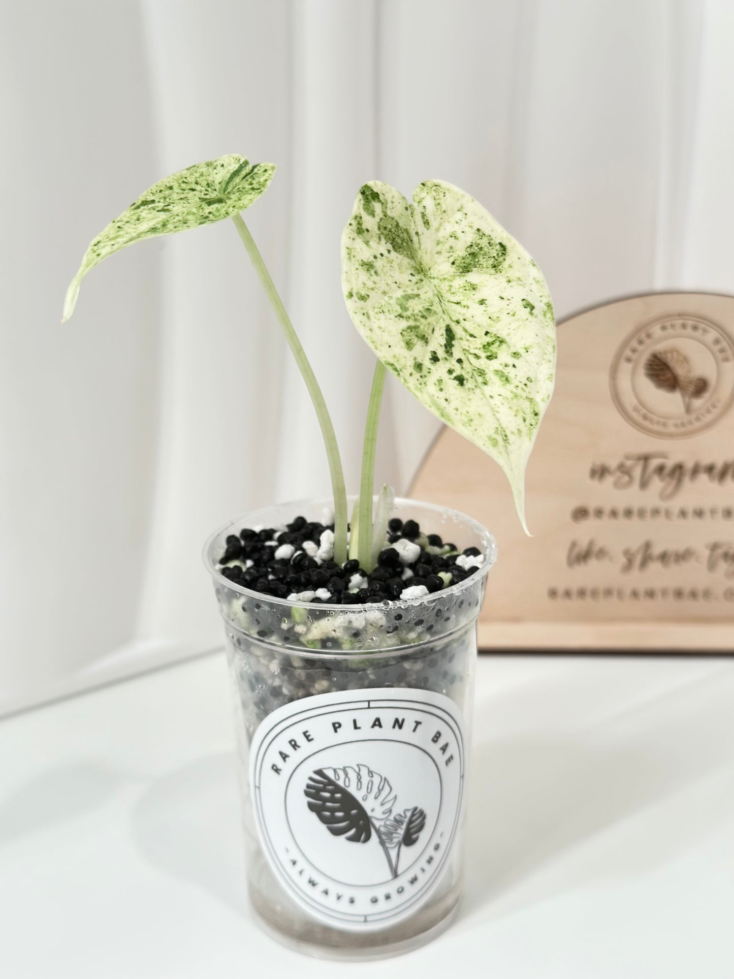 Alocasia Dragon Scale Variegated (Mint)