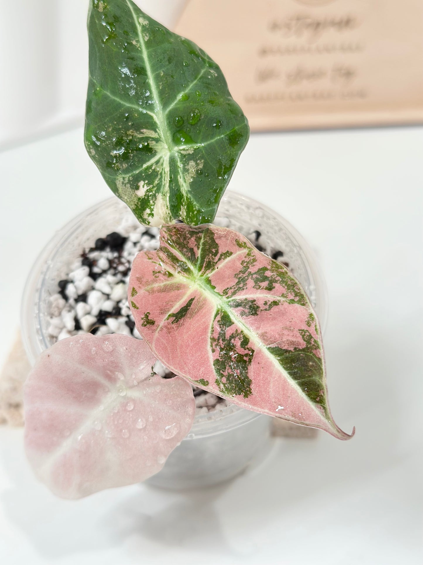 Alocasia Black Velvet Variegated - pink/albo