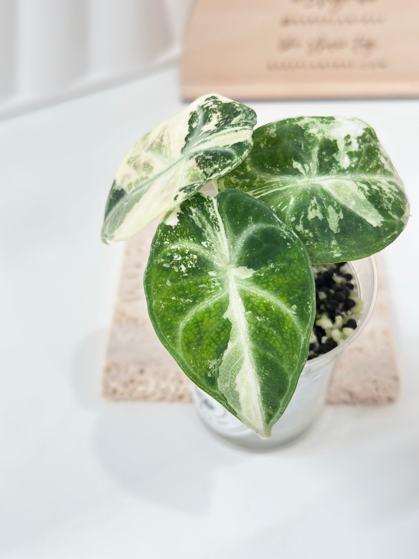 Alocasia Ninja variegated - albo