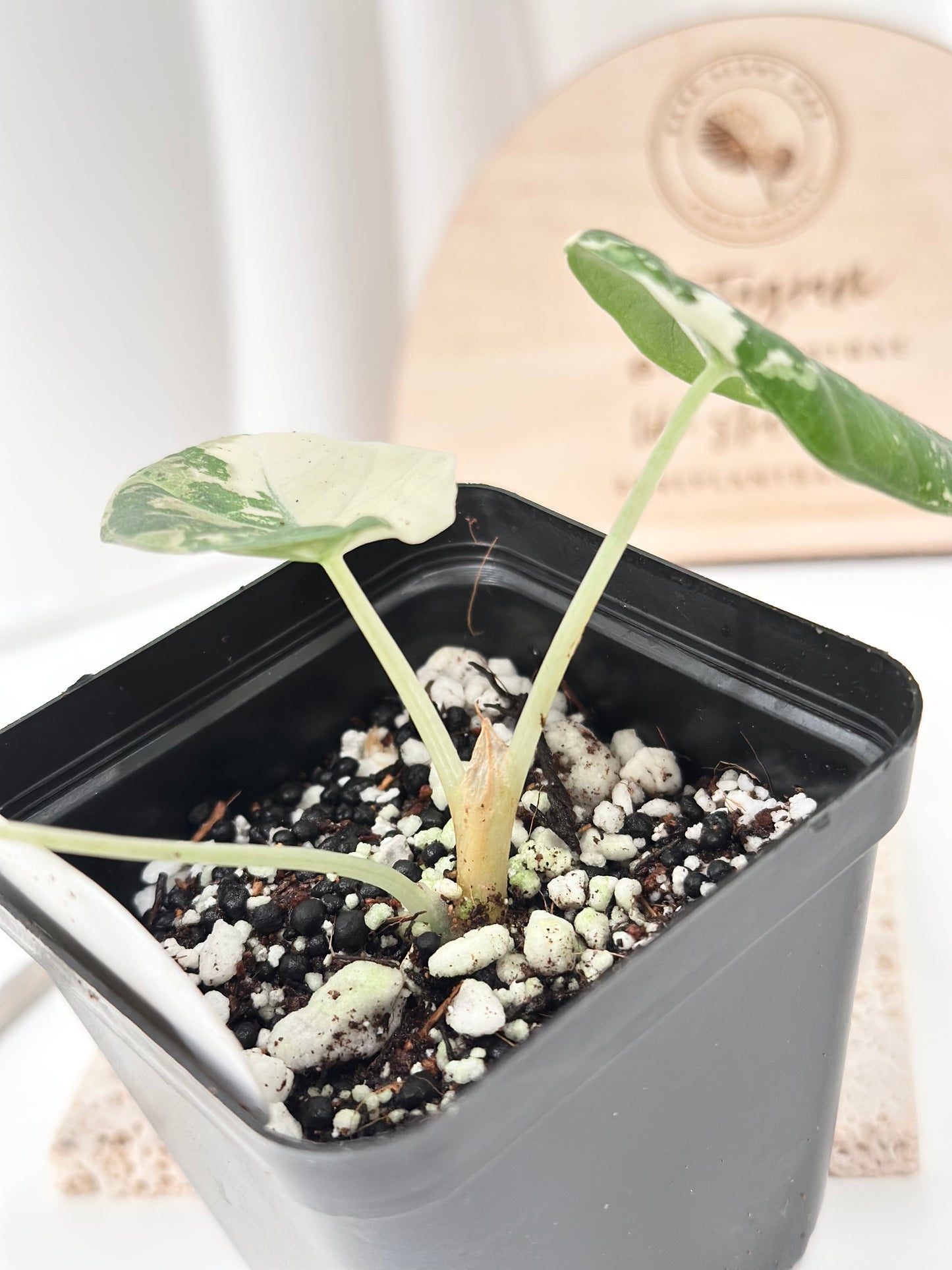 Alocasia Maharani variegated - albo