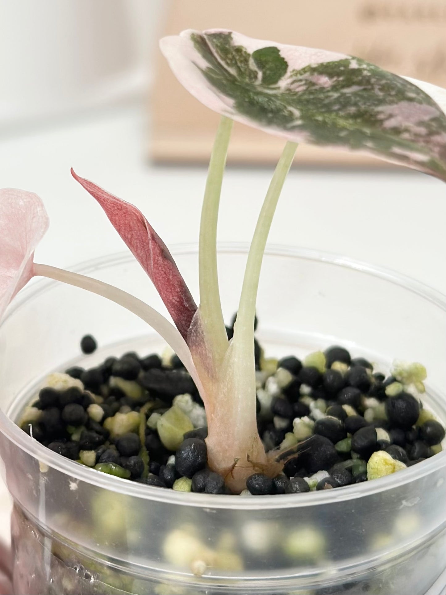 Alocasia Cuprea Variegated - pink marble