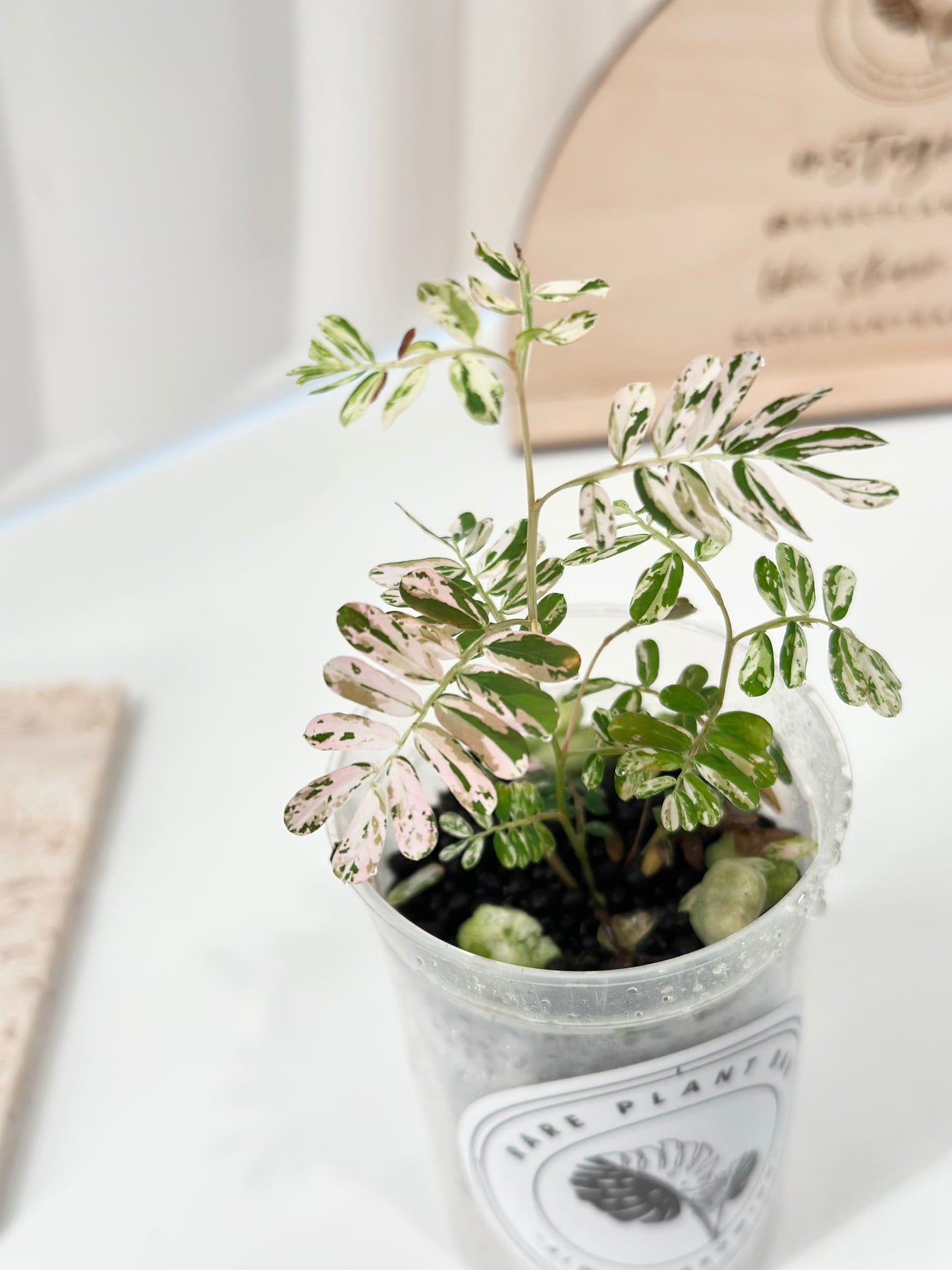 Phyllanthus Urinaria variegated - pink