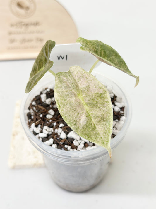 Alocasia Golden Bone variegated - pink mint (W1)
