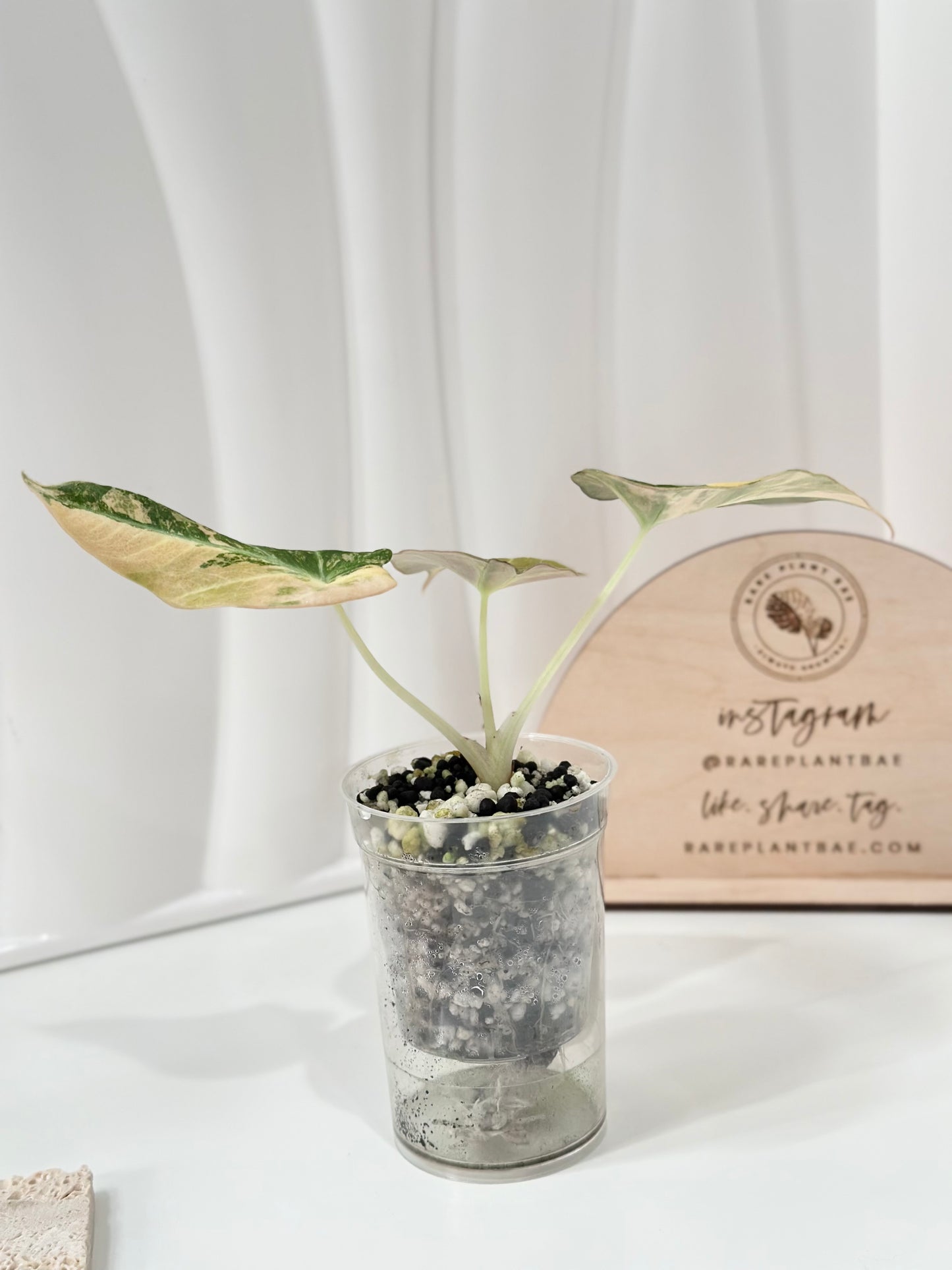 Alocasia Black Velvet Variegated - aurea