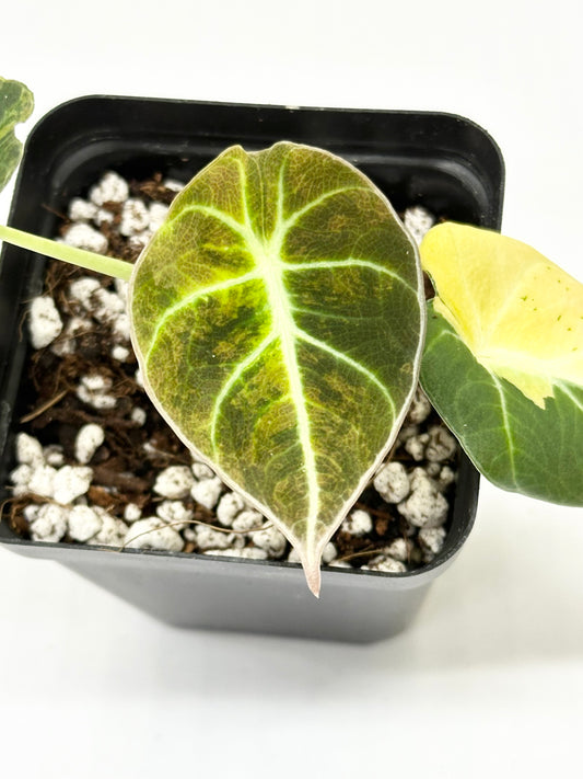 Alocasia Black Velvet Variegated - aurea