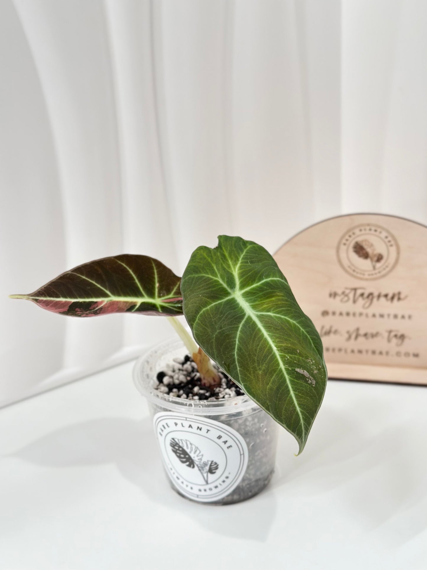 Alocasia Black Velvet Variegated - pink/albo