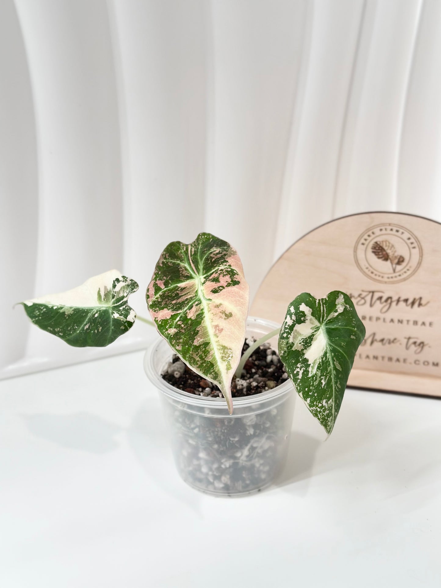 Alocasia Black Velvet Variegated - pink/albo
