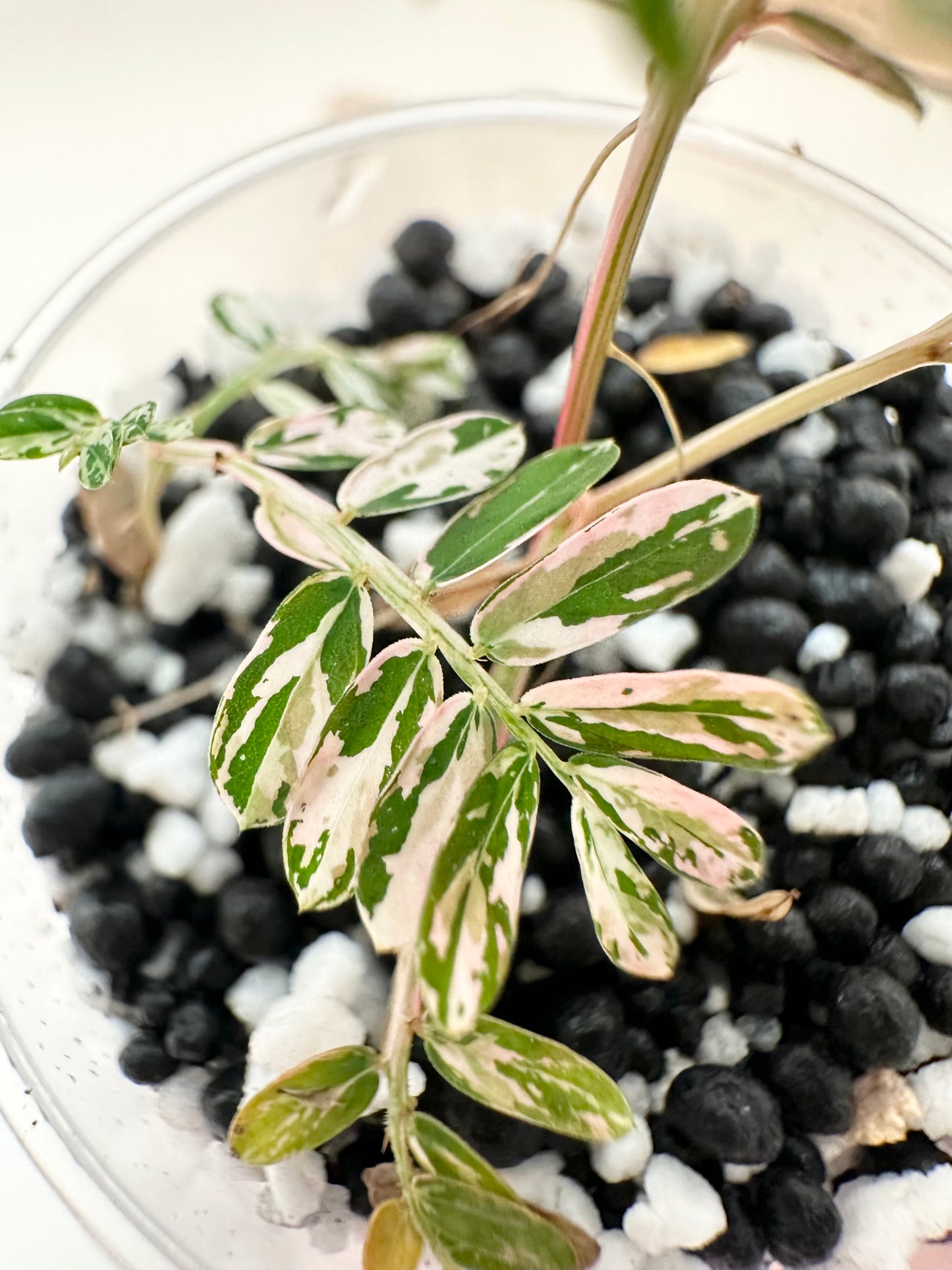 Phyllanthus Urinaria variegated - pink
