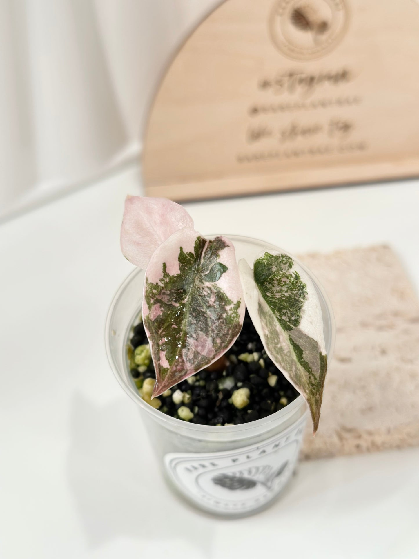 Alocasia Cuprea Variegated - pink marble