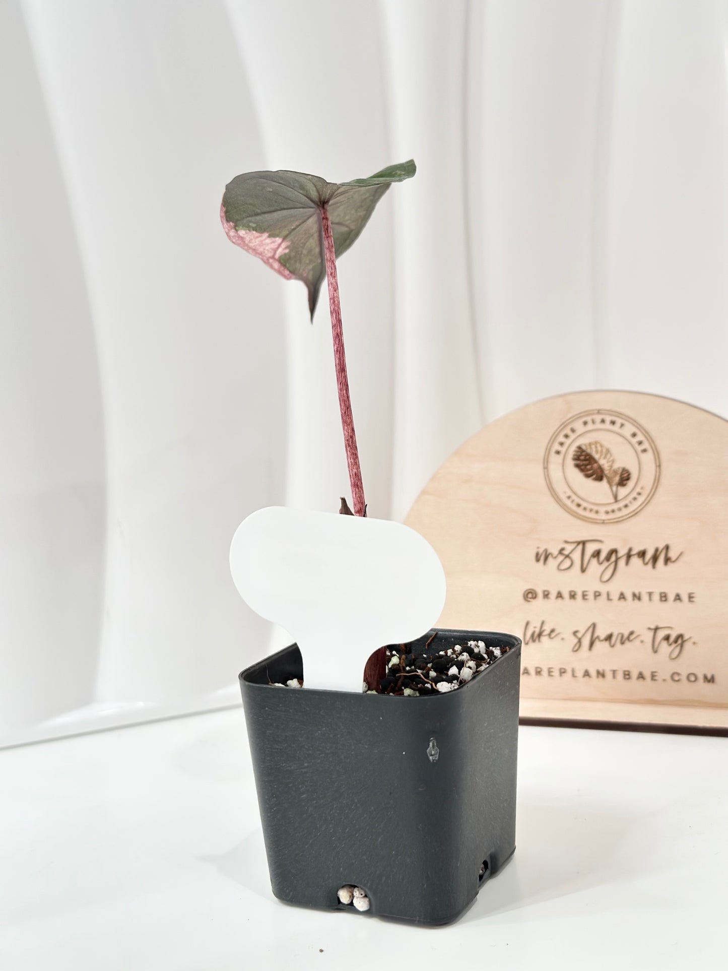 Alocasia Plumbea variegated - pink