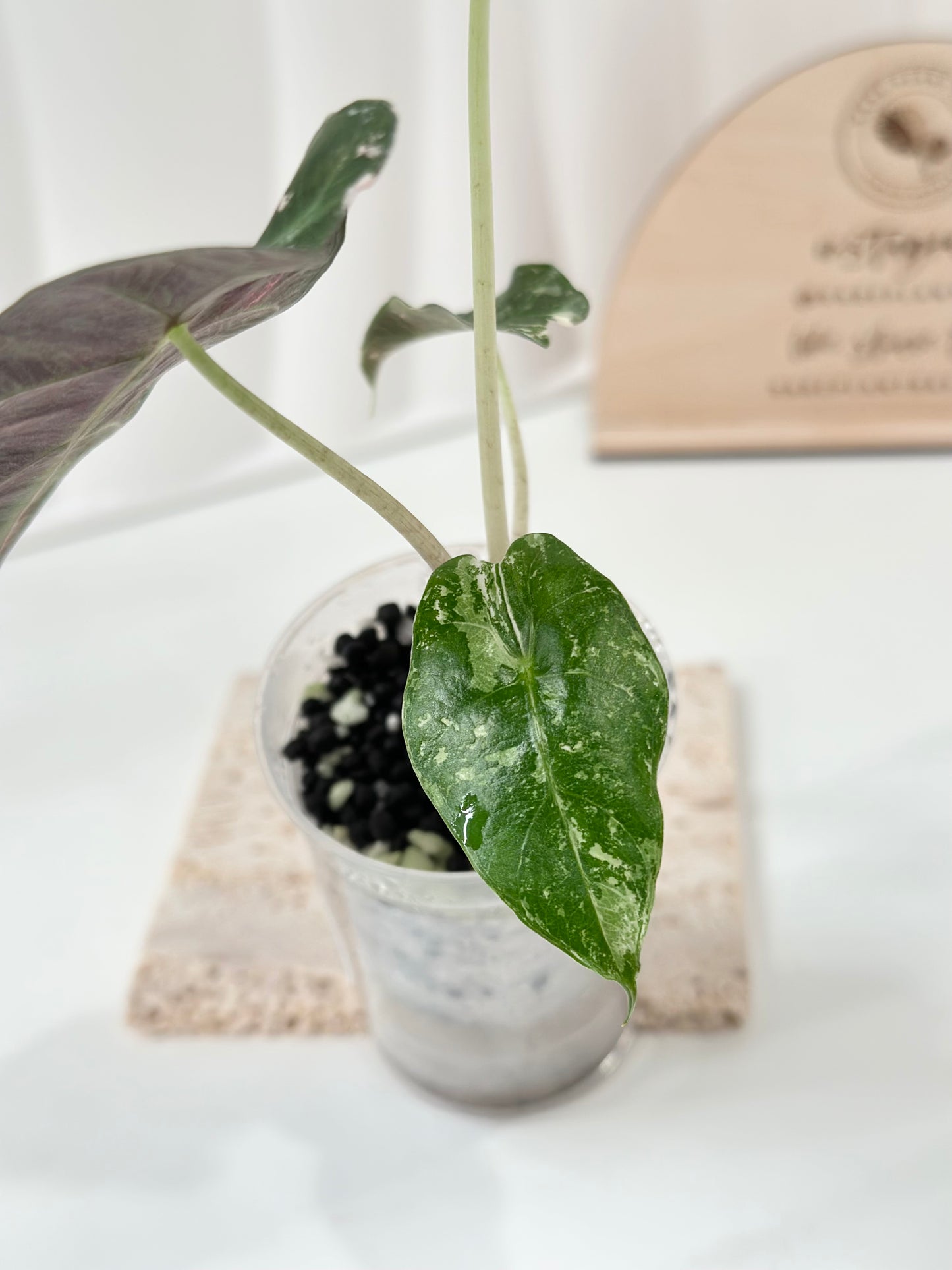 Alocasia Polly variegated - Pink