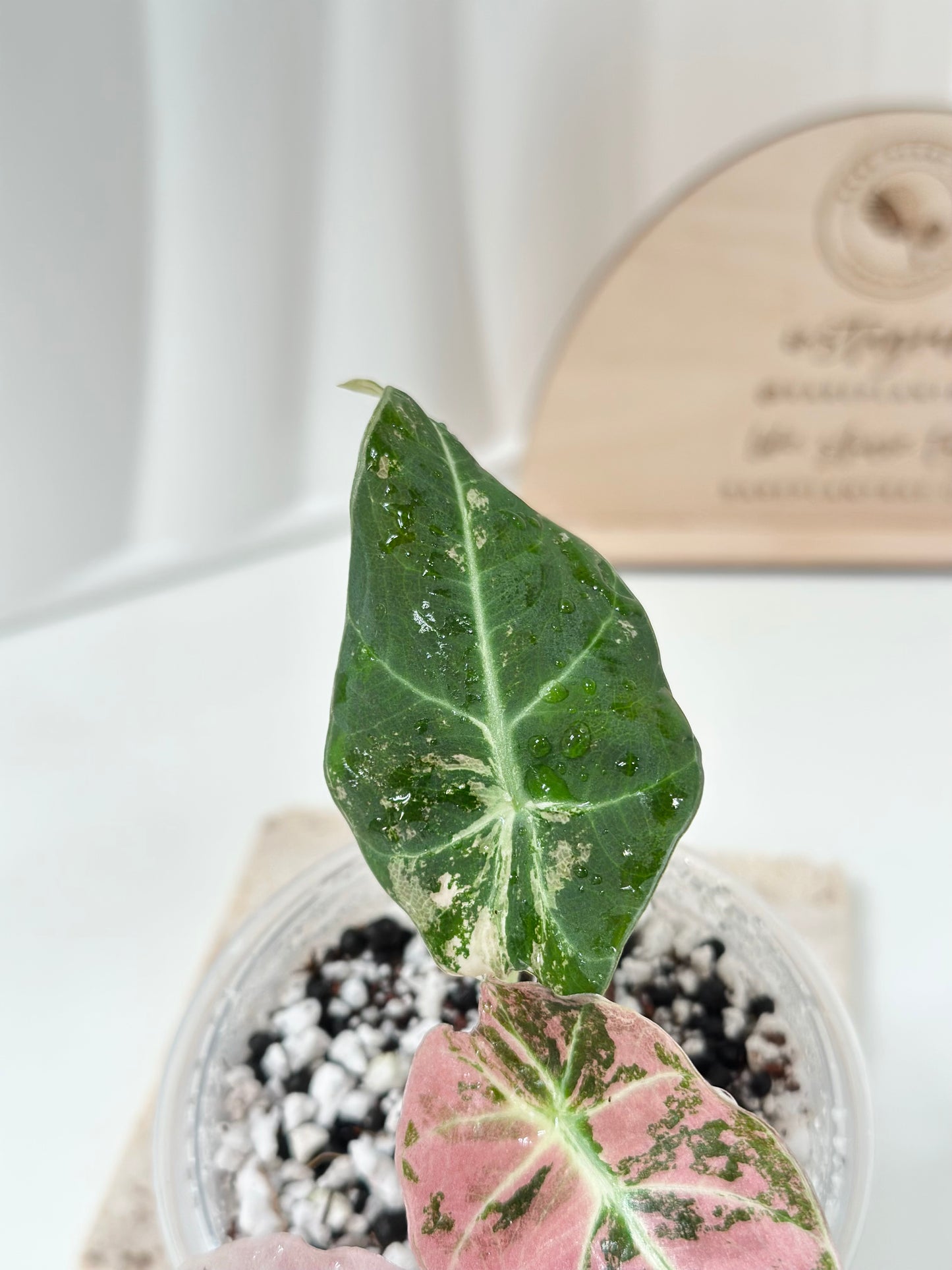 Alocasia Black Velvet Variegated - pink/albo