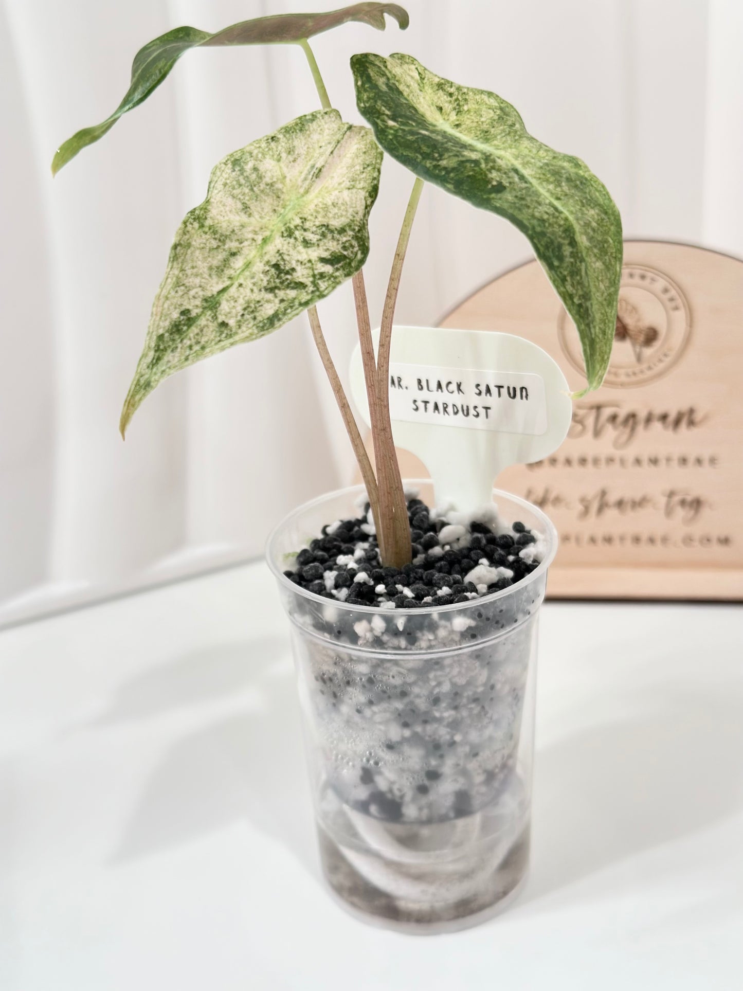 Alocasia Black Satun Variegated - Stardust