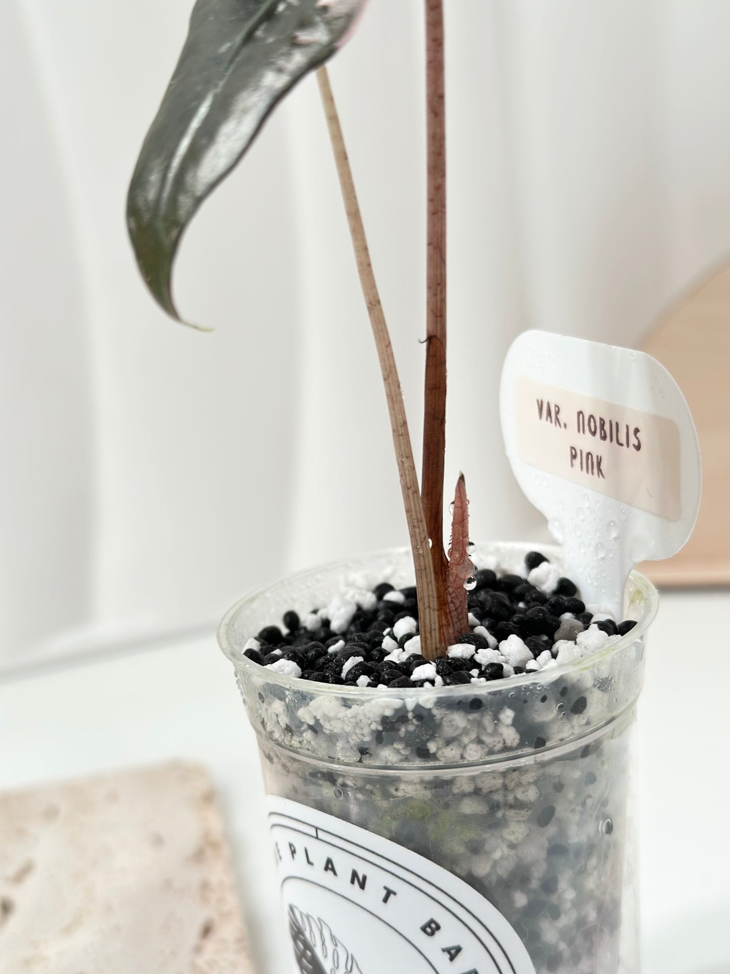 Alocasia Sanderiana "Nobilis K" Variegated - pink