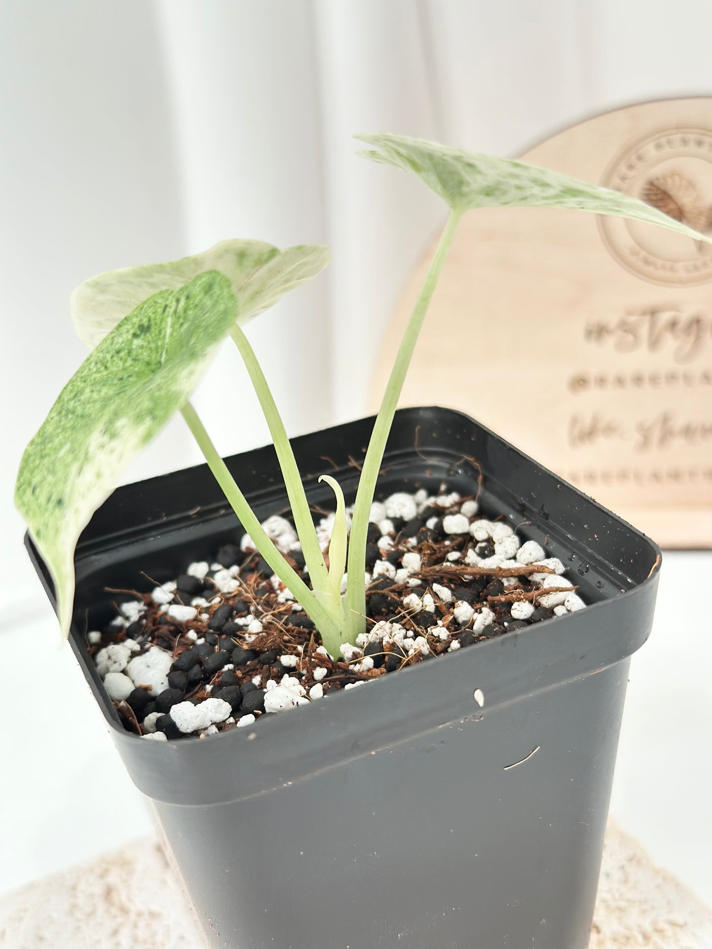 Alocasia Dragon Scale Variegated - mint