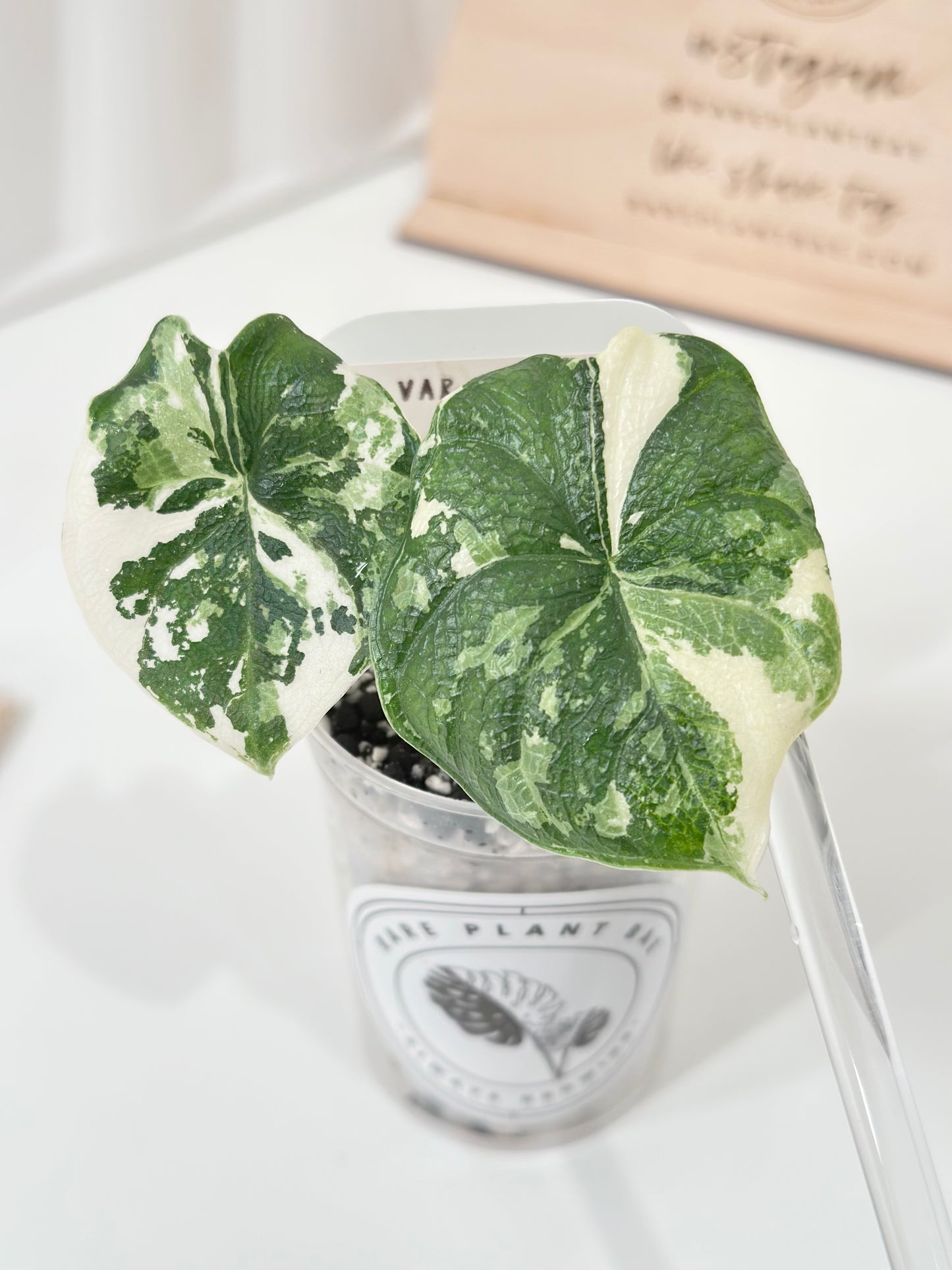 Alocasia Melo variegated - albo