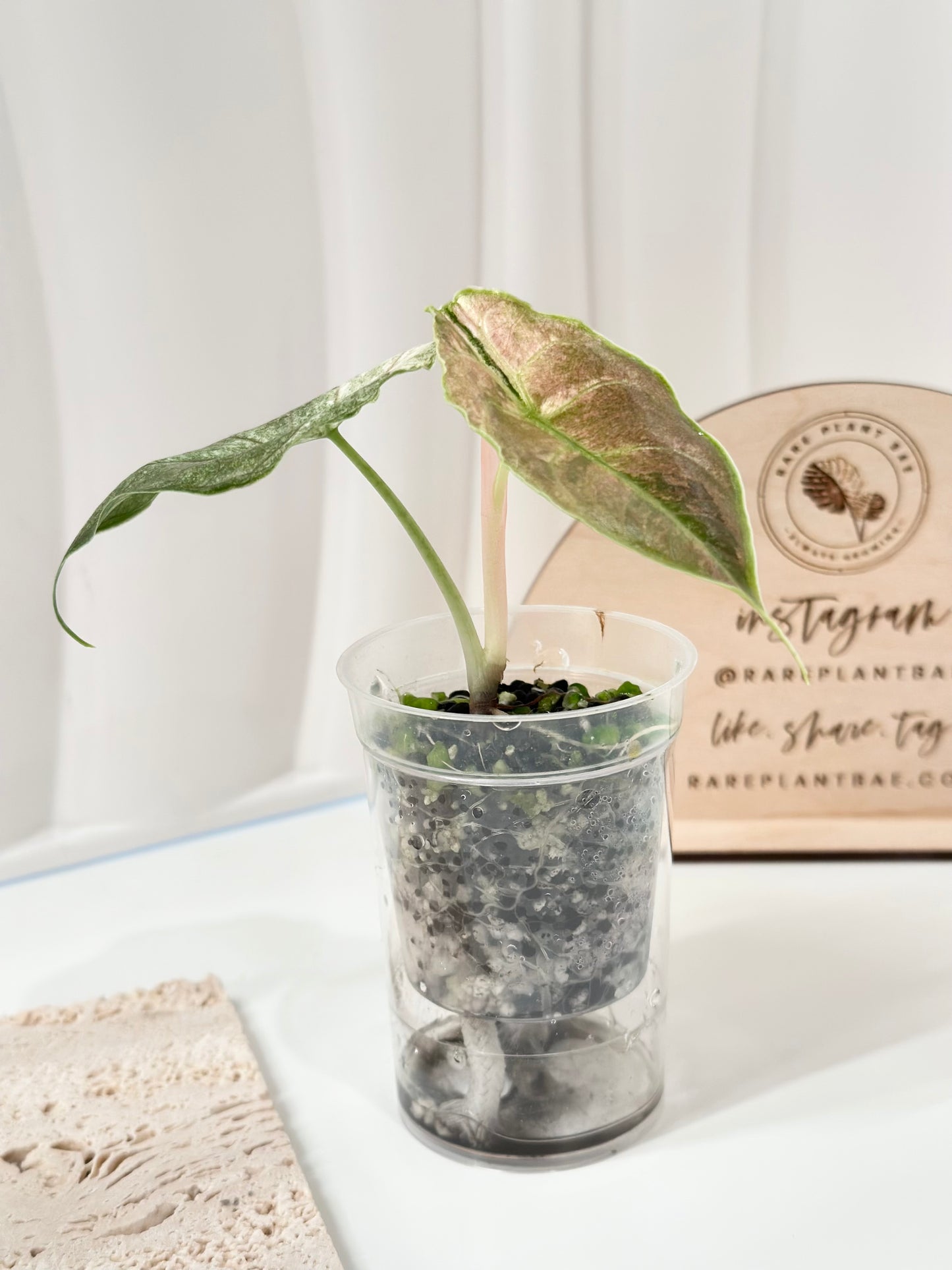 Alocasia Azlanii variegated - albo/pink