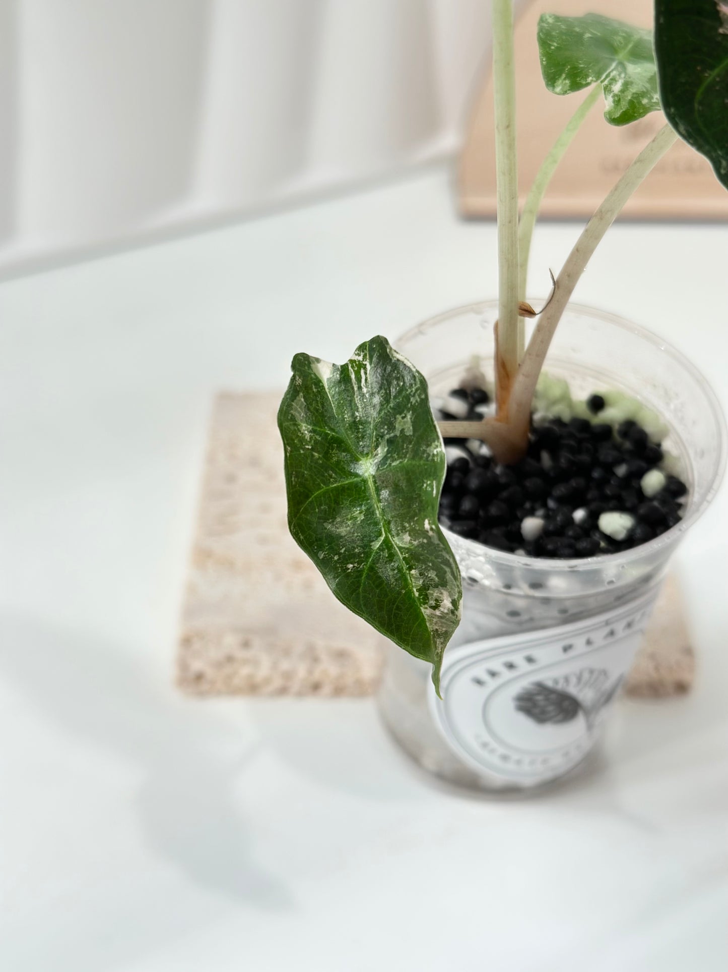 Alocasia Polly variegated - Pink