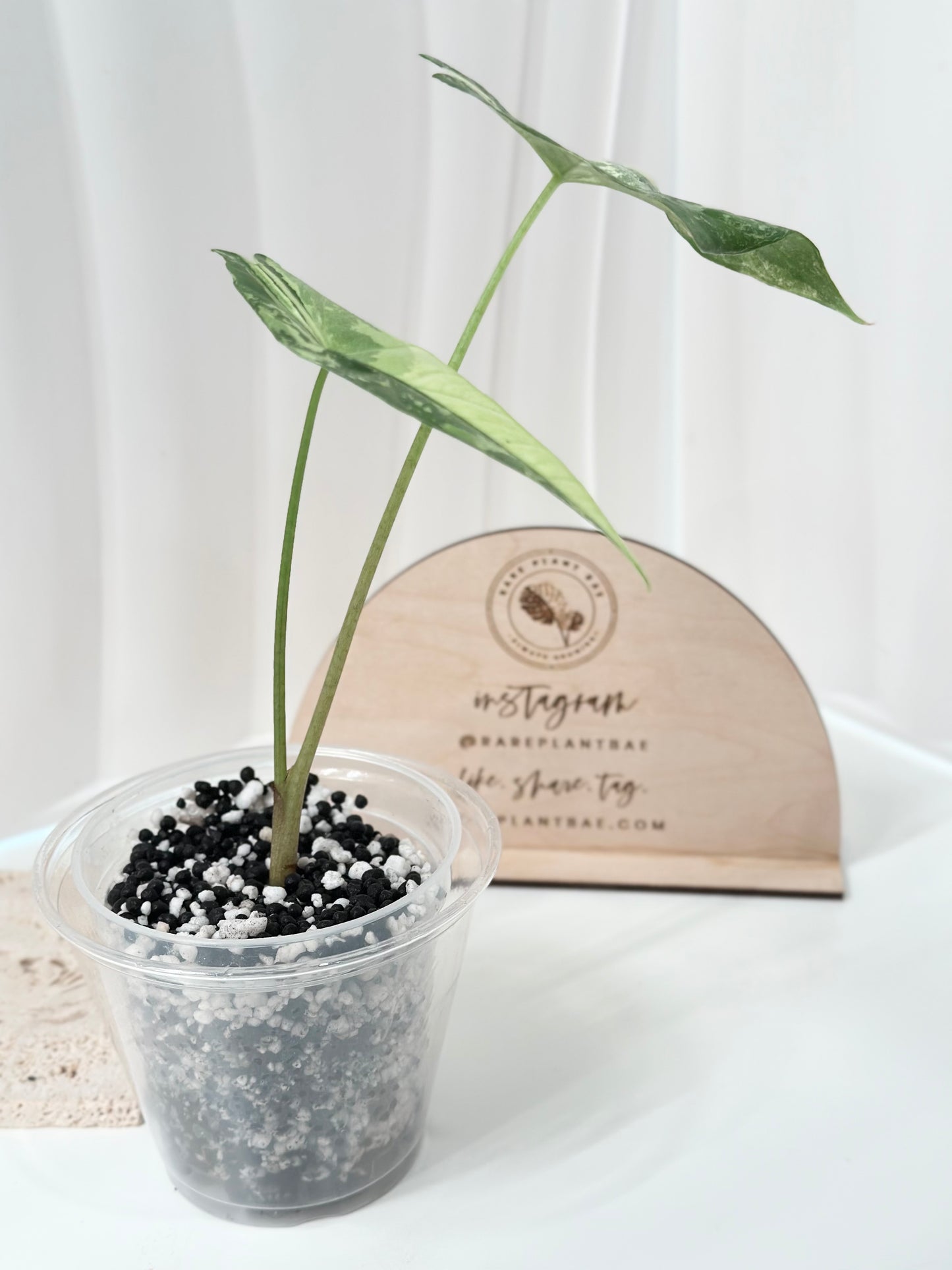 Alocasia Simpo Variegated - albo