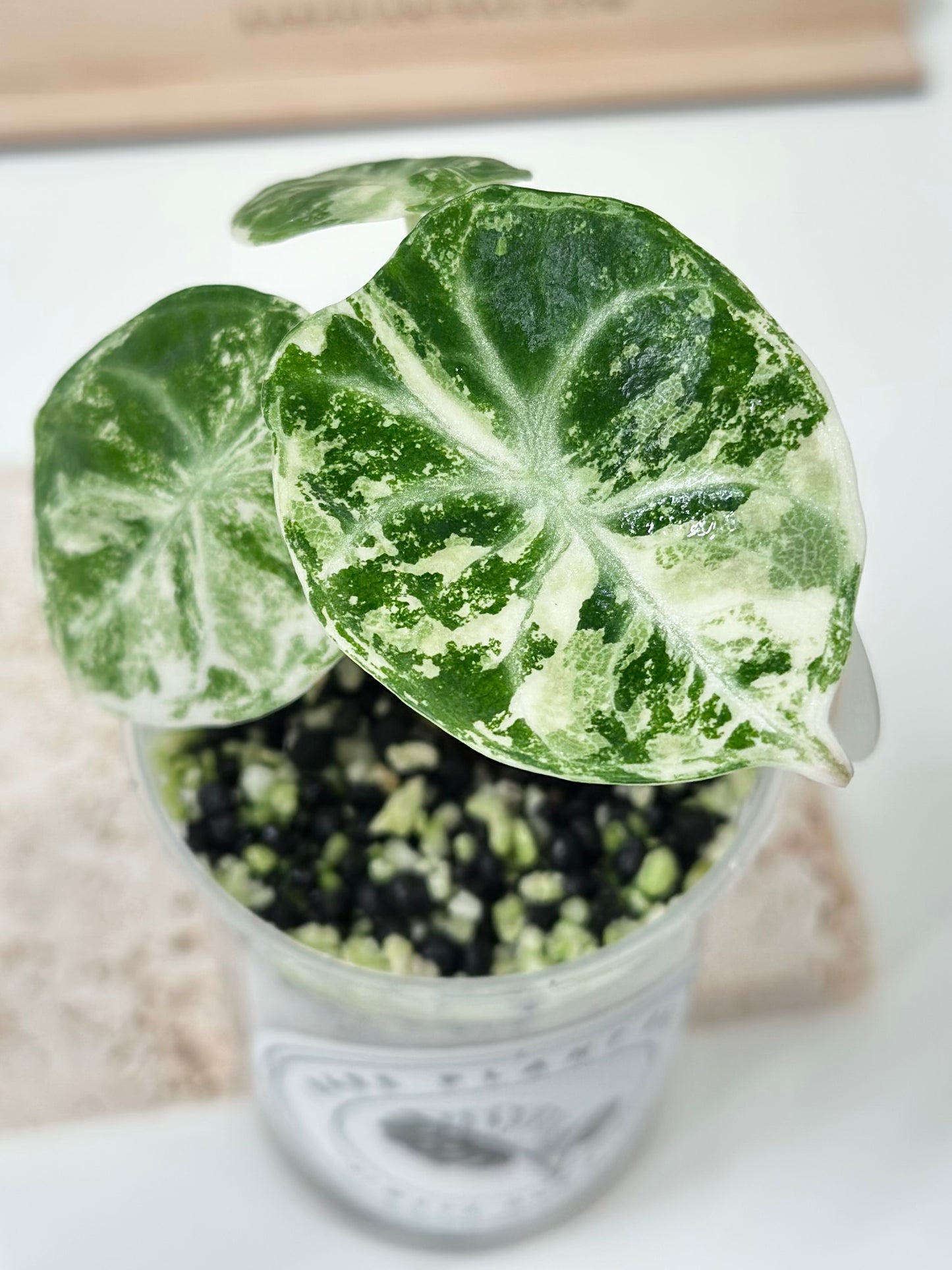 Alocasia Ninja variegated - albo