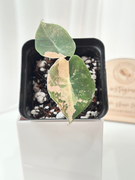 Alocasia Sedenii variegated - aurea