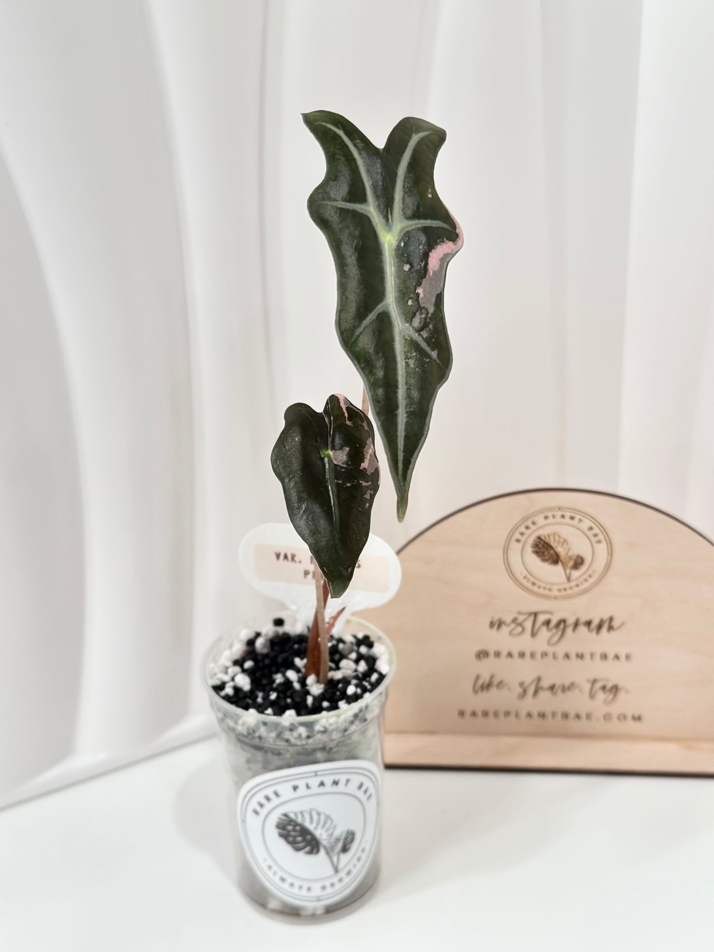 Alocasia Sanderiana "Nobilis K" Variegated - pink