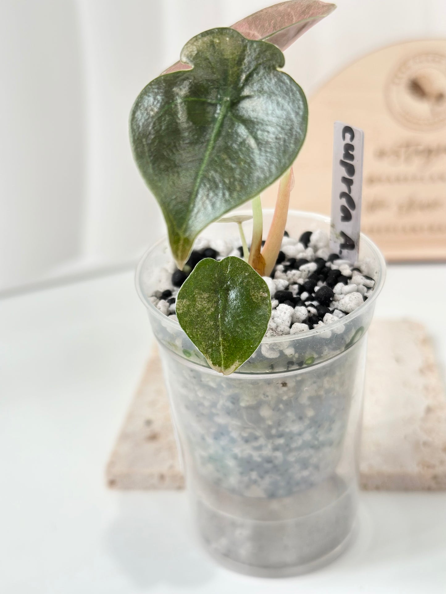 Alocasia Cuprea Variegated - pink/mint