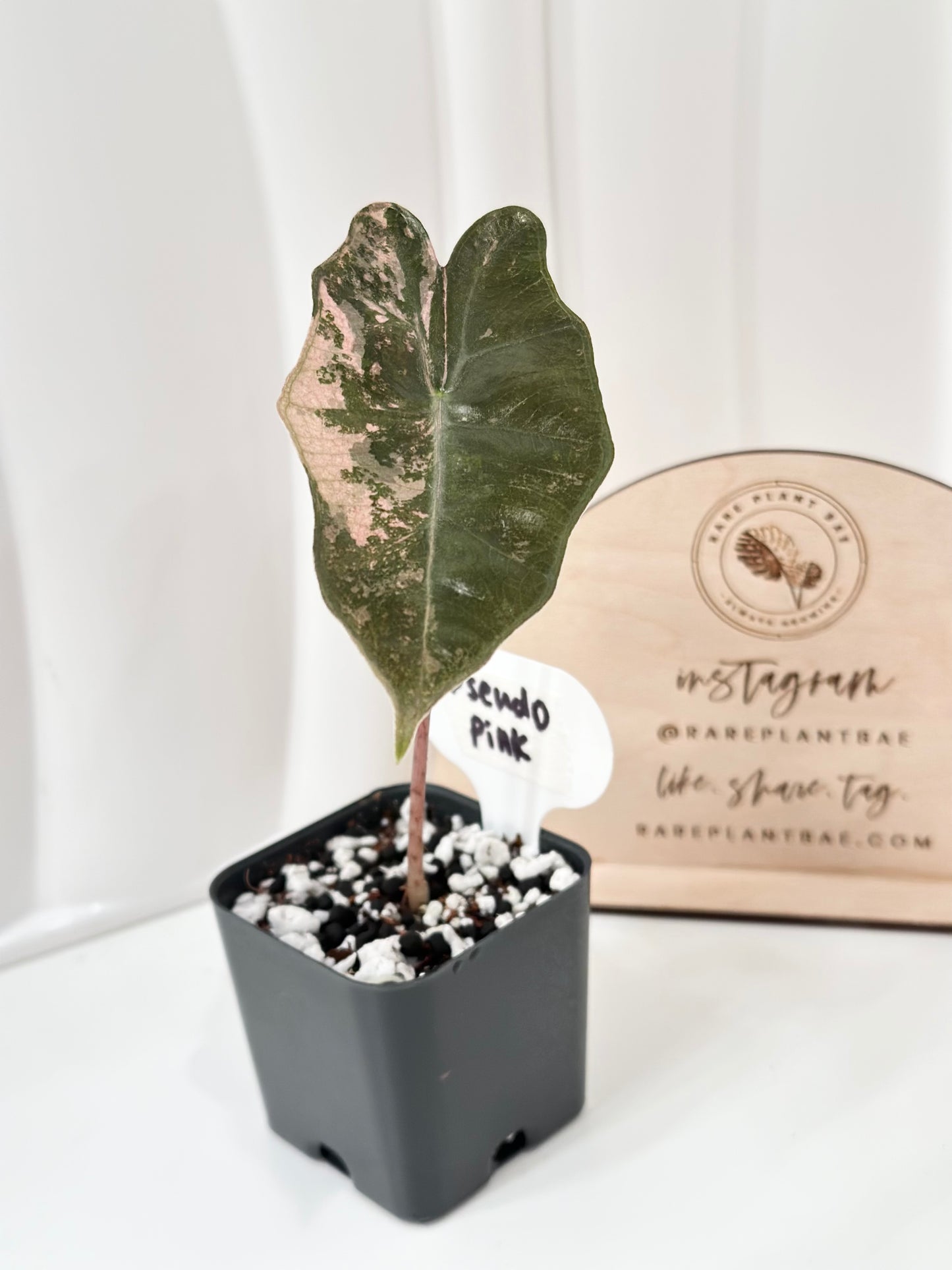 Alocasia Pseudo Sanderiana variegated - pink