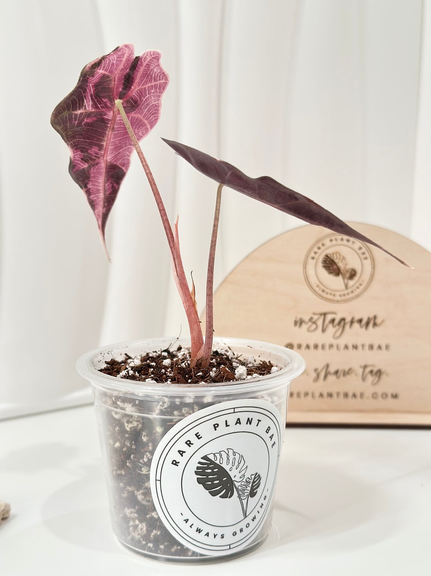 Alocasia Amazonica variegated - pink/albo (true US version)