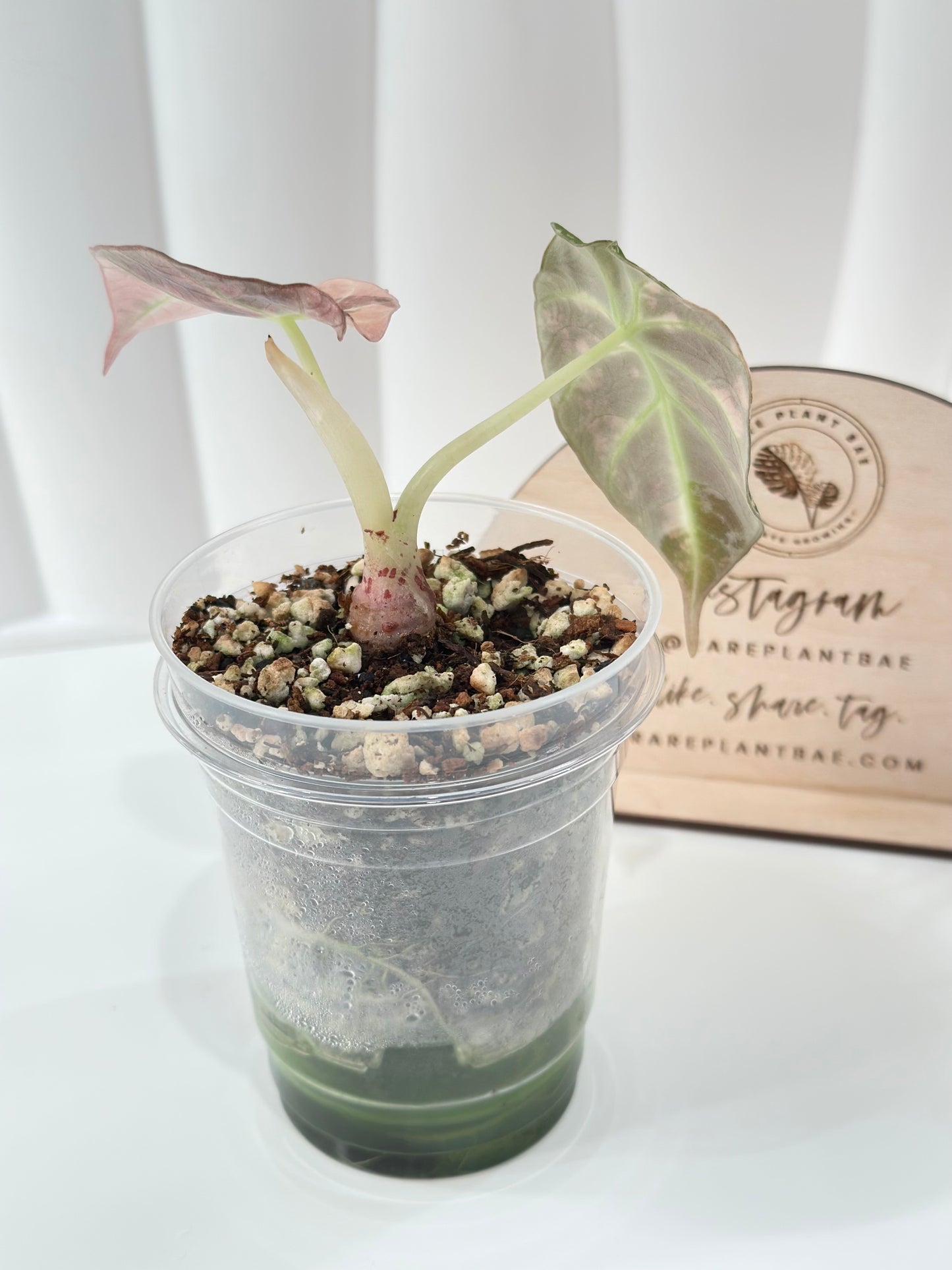 Alocasia Black Velvet Variegated - pink/albo (corming)