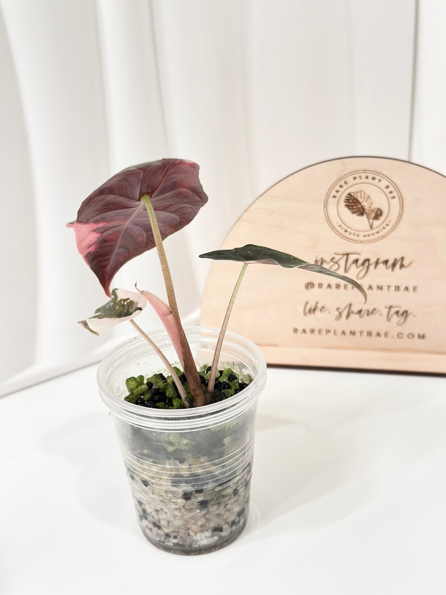 Alocasia Chantrieri Variegated - pink