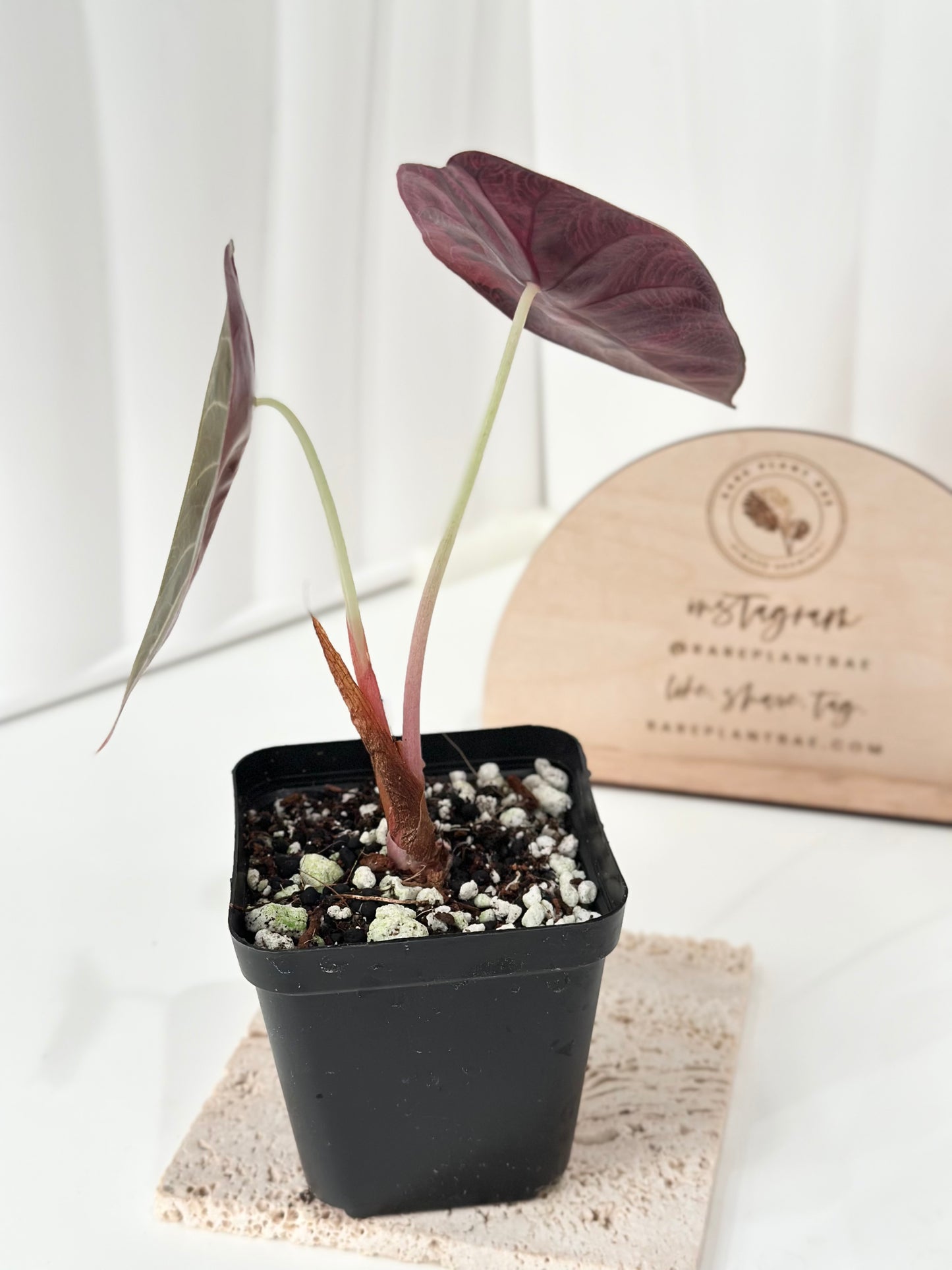 Alocasia Sedenii variegated - aurea