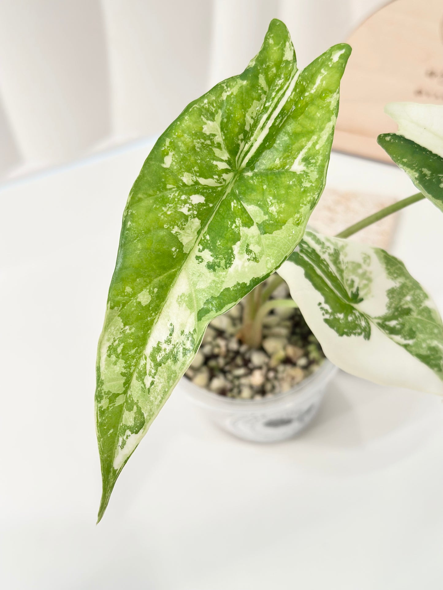 Alocasia Simpo Variegated - albo